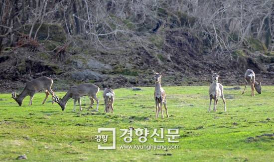 제주 한라산에 서식하는 야생노루.