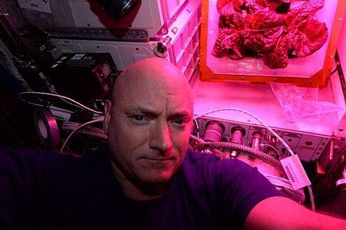 스콧 켈리는 우주에서 상추(오른쪽 상단)를 재배해 먹었다. (사진=NASA)