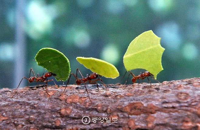 충남 서천 국립생태원 잎꾼개미들이 3일 먹이인 사철나무 잎을 물고 집으로 부지런히 이동하고 있다. 사진 김성태 기자