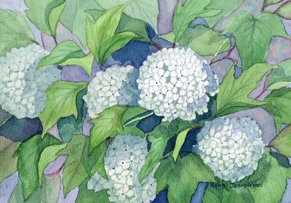 그림=홍정윤. 불두화