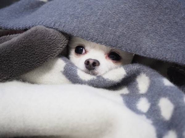 올림푸스 'PEN-F' 촬영 결과물