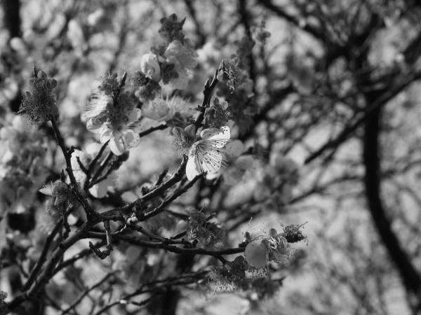 올림푸스 'PEN-F' 촬영 결과물