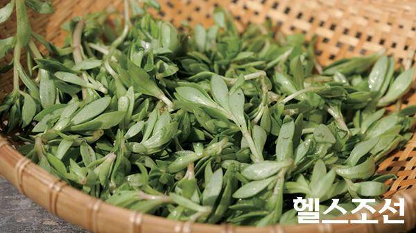 [헬스조선]돌나물