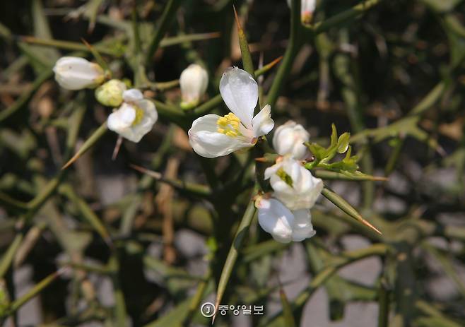 추사 유배처는 가시가 날카로운 탱자나무 울타리가 쳐져 있다. 위리안치(圍籬安置) 형이 이 탱자나무 울타리에서 나왔다.