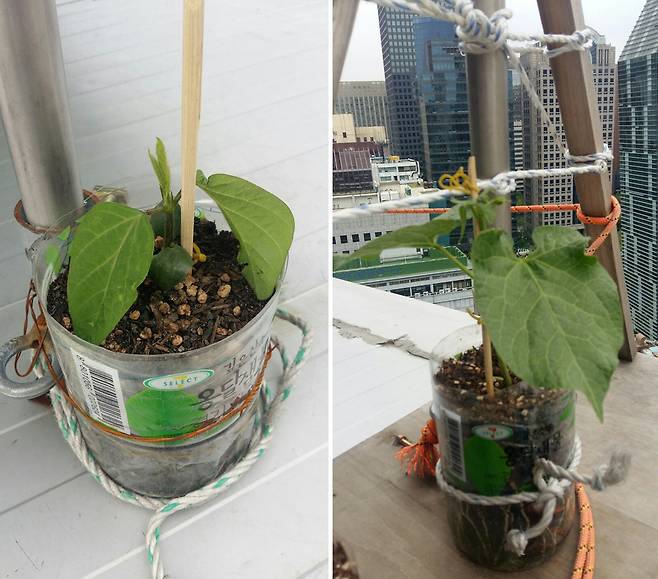 최정명씨가 고공농성 중인 광고판 위에서 키우는 식물들이다. 최씨의 아내가 “평정심을 잃지 않도록 식물을 키워보라”며 보내준 서리태콩과 작두콩 씨를 심은 것이다. 최씨는 “전광판 위에는 그 흔한 쥐도 한 마리 얼씬거리지 않는 삭막한 곳”이라면서 “생명이라고는 우리 두 사람밖에 없다. 정성스레 물을 주고 바람에 날아가지 않게 화분을 동여매서 보살피니 어느새 싹을 틔워 생명을 가진 친구가 되어 주었다. 참 예쁘고 대견하다”고 말했다. 또 “험한 환경에서 꿋꿋하게 견뎌주니 서로 처지가 비슷한 생명끼리 위안도 되고 마음을 다스리는데 도움이 많이 된다. 아내의 지혜에 또 한번 감사하다”고 했다. 최정명씨 제공