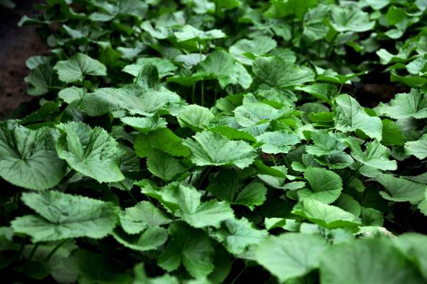 양구 곰취. │양구군 제공