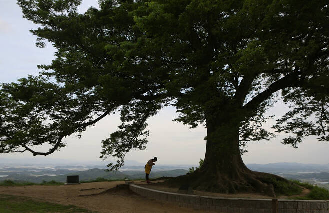 부여 성흥산성 성곽 위의 400살 난 느티나무 밑에서 한 여성이 손을 모아 기도하고 있다. 사진 이병학 선임기자
