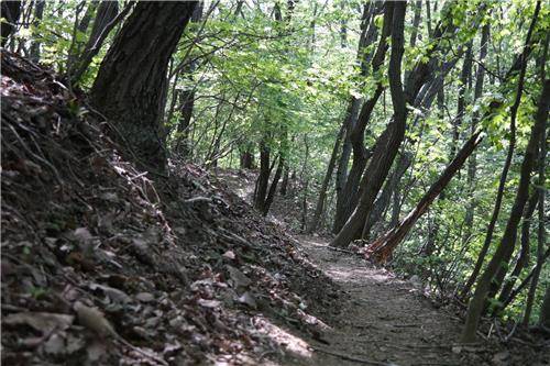 위례산성 가는길(천안=연합뉴스) 김용윤 기자 = 부수문이고개에서 2.1km거리인 위례산 정상으로 가는길은 나무터널에 숲길이라 편하다. 2016.5.14. yykim@Yna.co.kr