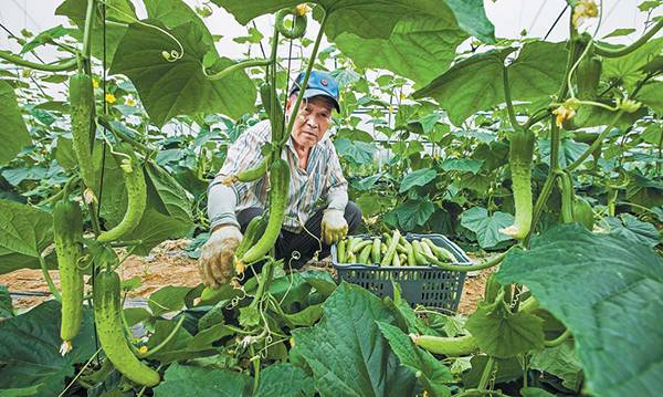 비타민 C가 많아 피로 회복과 면역력 증강에 도움되는 오이는 표면에 돌기가 튀어나와 있고 몸통 위 아래 굵기가 같은 게 품질이 좋다.