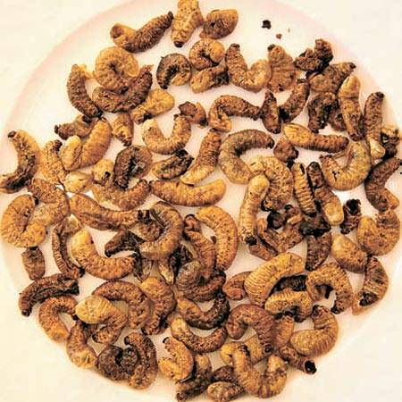 식용 곤충에 대한 연구가 활발해지면서 이를 이용한 요리도 늘고 있다. 갈색거저리·흰점박꽃무지를 이용한 볶음요리. [중앙포토·빠삐용의 키친]