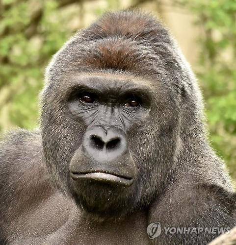 사살된 롤런드 고릴라 하람베[AFP=연합뉴스]