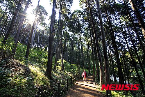 【서울=뉴시스】경남 통영시 미래사 편백 숲. (사진=한국관광공사 제공)
