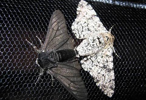 검은색 가지나방과 흰색 가지나방. 산업혁명 시기 영국에서 갑자기 검은색 나방이 등장했다. DNA 분석 결과, 코텍스란 유전자에 새로운 유전자가 끼어들면서 날개 색이 흰색에서 검은색으로 변한 것으로 드러났다. /리버풀대 제공