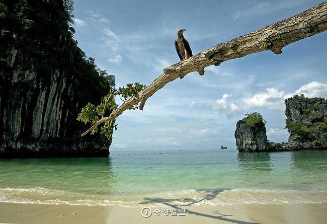 국립공원이자 무인도인 꼬홍에는 다양한 야생 동물이 산다. 해변에서 본 독수리.