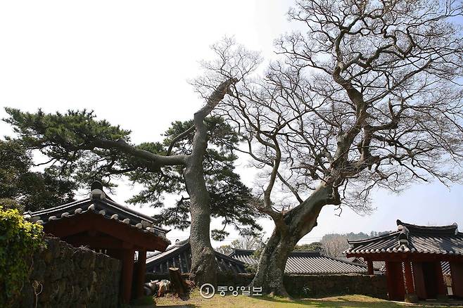 대정향교 대성전 뜰에 서 있는 소나무와 팽나무. 왼쪽의 소나무가 ‘세한도’의 그 소나무와 닮아있다.