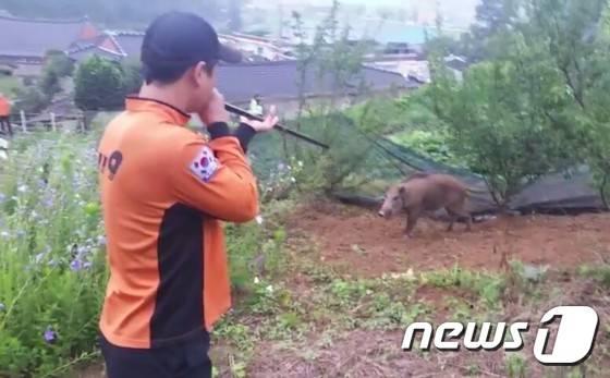 14일 오전 6시5분께 전북 전주시 완산구 석구동 금성마을 인근에 70㎏ 무게의 멧돼지가 나타나 신고를 받고 출동한 소방대원이 블로우건을 쏘아 포획하고 있다.2016.7.14/뉴스1 © News1 박아론 기자