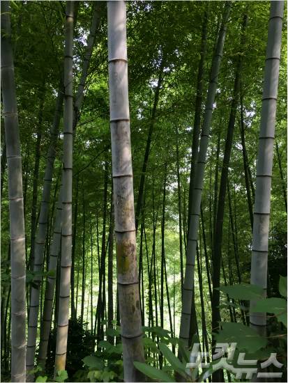 지심도 대나무 숲.