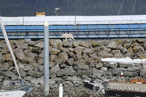 미국 알래스카 주 남단 항구도시 스워드의 제방에 나타난 산양 (AP=연합뉴스)