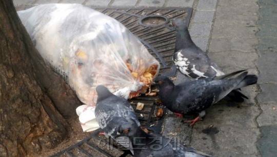 일명 ‘피존맘’이 서울시의 집비둘기 번식을 부추기는데 주요 영향을 미친다는 말이 나오고 있다. 실제 서울시가 집비둘기 밀집지역 21곳을 조사한 결과 14곳 이상이 ‘인위적 먹이 제공’으로 조성된 장소였다.