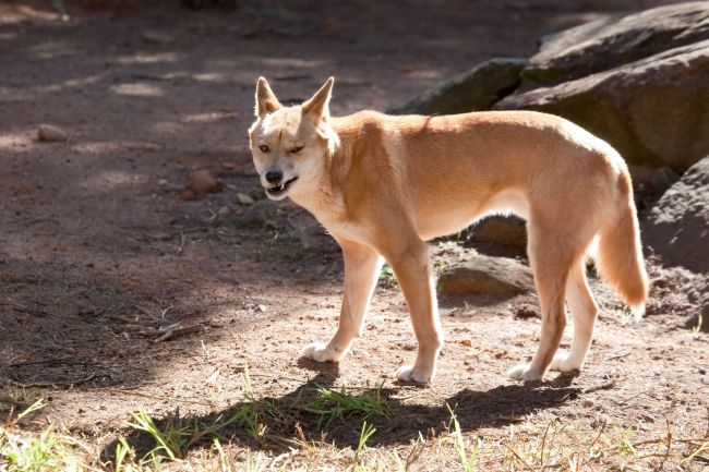 버려진 개들이 산에서 번식, 야생화되면서 주민과 등산객에 공포의 대상이 되고 있다. 사진은 관련 이미지.