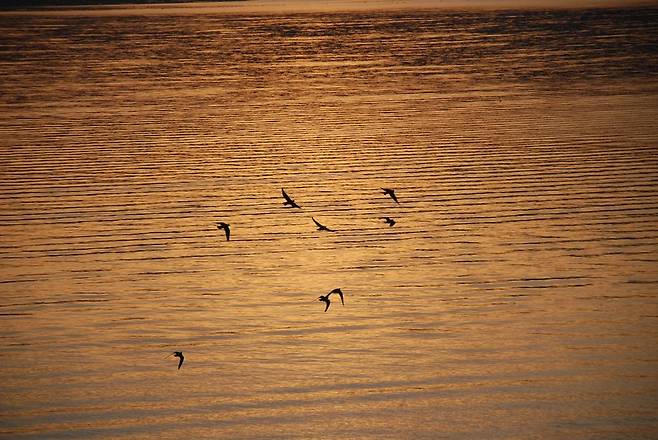 노을 지는 갈릴리 호수 위를 새들이 날고 있다. 저녁 노을과 호수의 물결이 독특한 화음을 빚어낸다.