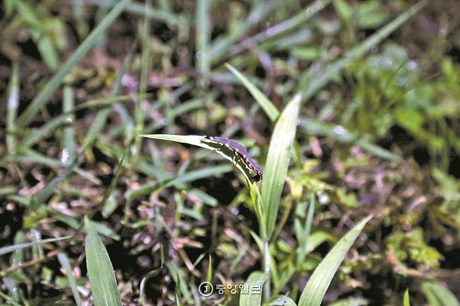 늦반딧불이 애벌레. 축축한 흙에 사는 달팽이를 먹고 산다.