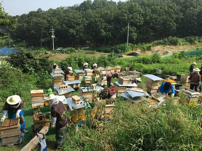 산 바로 아래라 도시양봉이라고 부르기 민망할 수도 있다. 텃밭을 구하기 힘든 도시에서는 건물 옥상에서 소규모 양봉을 할 수 있다. 동현 님 제공