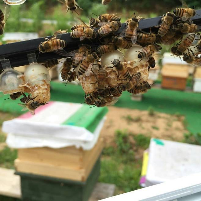 여왕벌 이충을 기다리는 중. 왕대가 자라고 있다. 박찬 제공