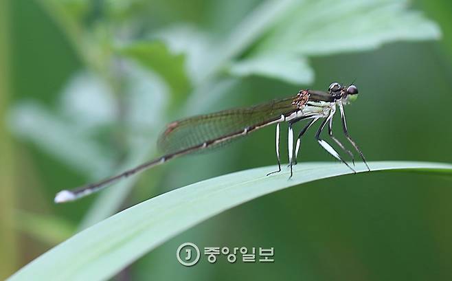 방울실잠자리 숫컷과 암컷