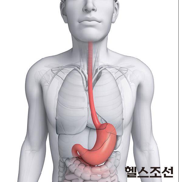 [헬스조선]