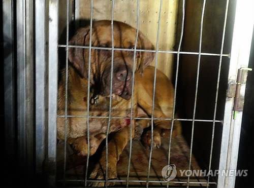 철창에 갇힌 도사견[연합뉴스 자료사진]