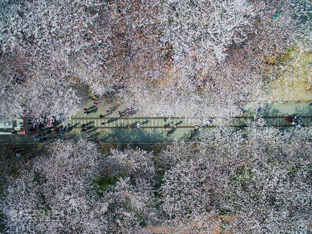 지난 4월 경남 창원에서 열린 ‘진해 군항제’ 사진.