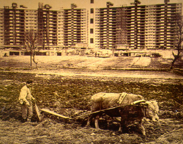 강남 개발이 한창이던 1976년 서울 압구정동의 아파트단지 앞에서 한 농부가 소를 끌고 밭갈이를 하고 있다. 전민조 제공