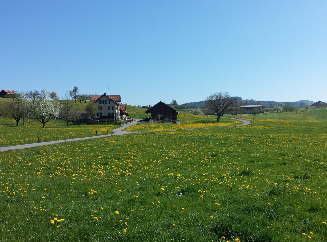 전형적인 스위스 농가와 농촌 풍경.