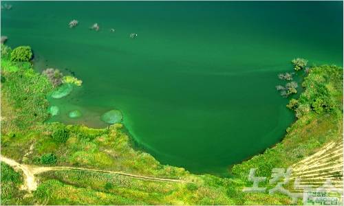 금강 녹조. (사진=대전충남녹색연합 제공)