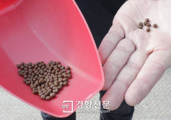 양식 연어가 바다 양식장에서 먹는 사료. 노르웨이수산물위원회에 따르면 사료는 콩단백질 등 식물성 성분이 50%, 식물성 기름 19%, 사람이 먹지 않는 생선머리나 부위를 갈아 만든 어분(魚粉)과 물고기 기름 29%로 구성돼 있다.