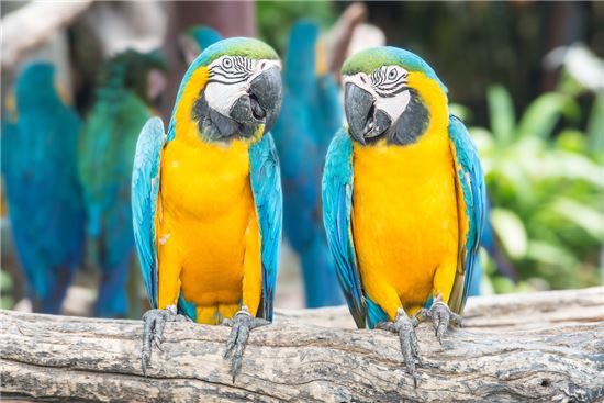 블루옐로우 마카우(Blue-and-Yellow Macaw) 앵무새. 사진=게티이미지뱅크