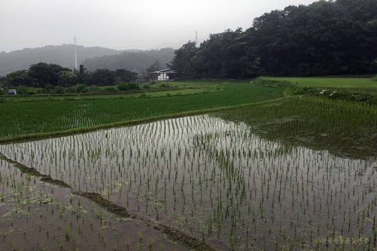 2016년 6월 희미하나마 리본 모양이 나타나기 시작한다.