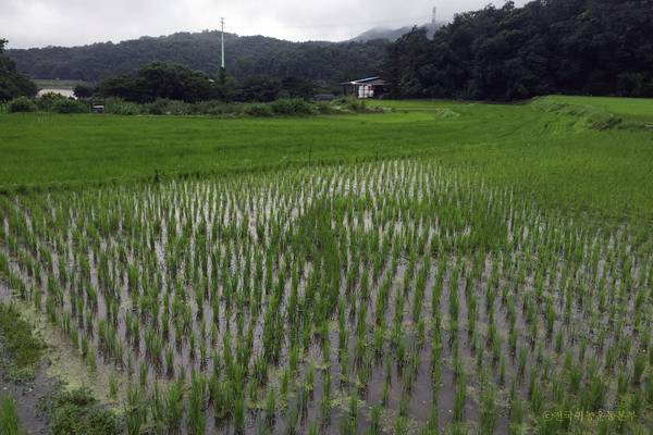 2016년 7월 한달새 벼가 자란만큼 리본 모양도 뚜렷해졌다.