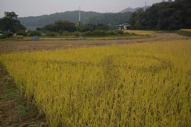 2016년 10월 실습논의 벼들이 고개를 숙이자 벼베기를 시작했다.