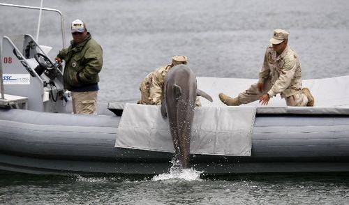 돌고래를 훈련시키는 미국 해군. [사진 미 해군]