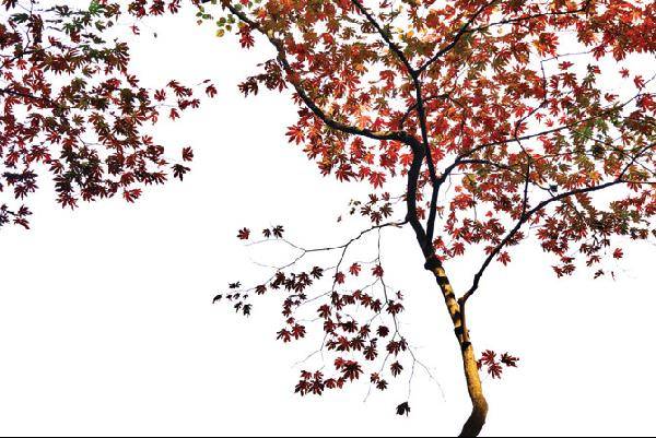 [월간산]금북정맥 등성마루에서 만난 단풍나무. 하늘을 대신한 안개 속에서 붉게 익어 간다.