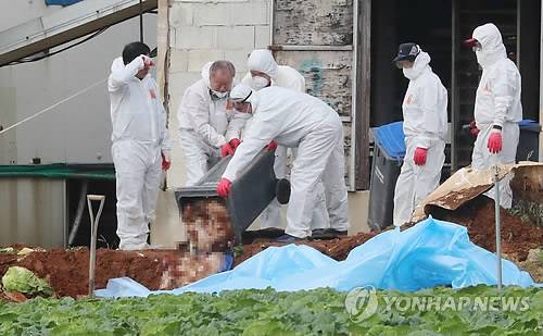 (해남=연합뉴스) 박철홍 기자 = 17일 오전 전남 해남군 산이면에서 조류인플루엔자(AI) 양성반응이 나온 산란계 농장에서 축산당국이 4만여 마리의 닭을 살처분하고 있다. 2016.11.17  pch80@yna.co.kr