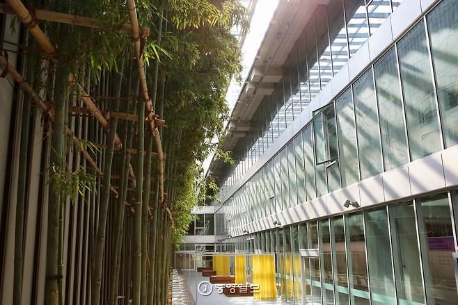 아시아문화전당 문화정보원 뒤편에 있는 대나무정원.