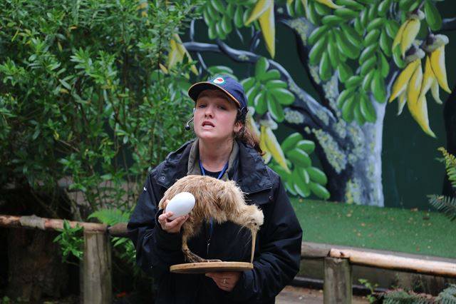 키위의 알을 인공부화해 자연으로 돌려보내는 ‘키위버드라이프파크’의 사육사가 박제된 키위를 보여주며 키위 보전의 중요성을 설명하고 있다.