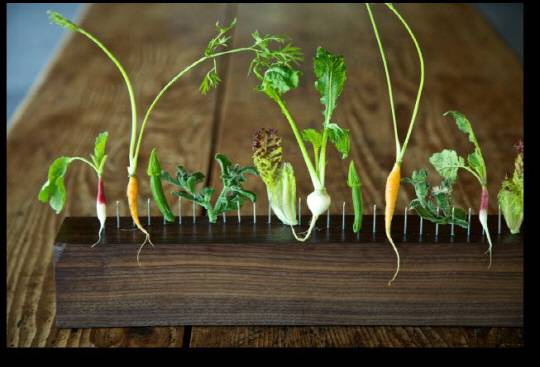 저자가 직접 키운 채소들. 글항아리 제공