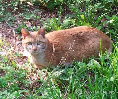 [연합뉴스 자료사진]
