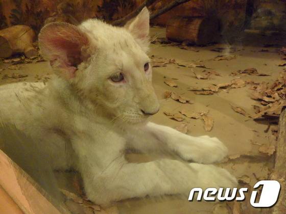 에버랜드의 백사자. (사진 최혁준) © News1