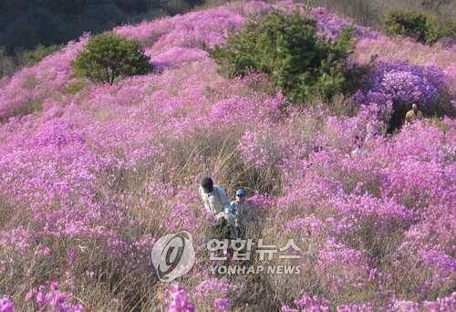 [연합뉴스 자료사진]