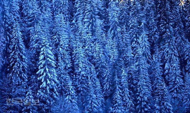 눈에 덮인 흑림의 전나무와 가문비나무